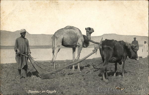 Blanteur en Egypte Africa