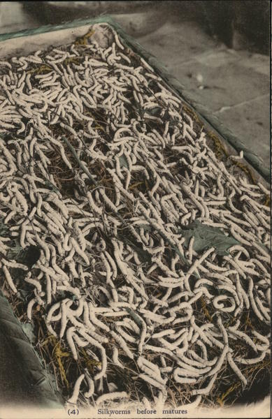 Silkworms before maturation Japan
