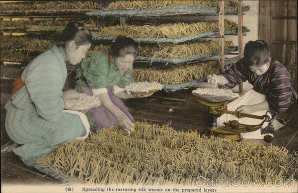 Spreading the maturing silk worms on the prepared layers Japan