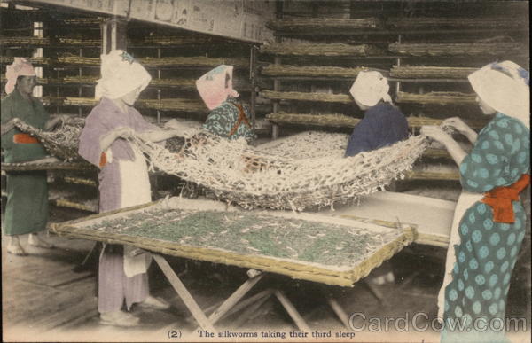 Silk Worms Taking Their Third Sleep Tokyo Japan