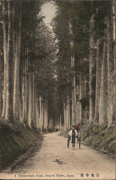 Cryptomeria Road Imaichi Nikko Japan