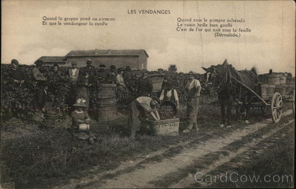 Grape Harvest, Wine Making France