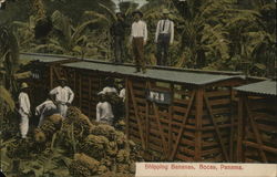 Shipping Bananas by Rail Car Bocas, Panama Postcard Postcard