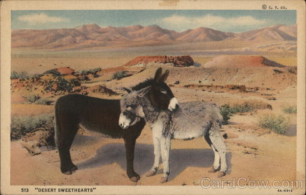 Desert Sweethearts Donkeys