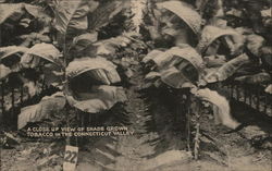 Shade Grown Tobacco Postcard