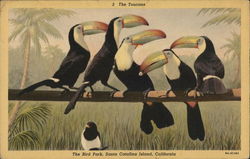 The Toucans, The Bird Park Postcard
