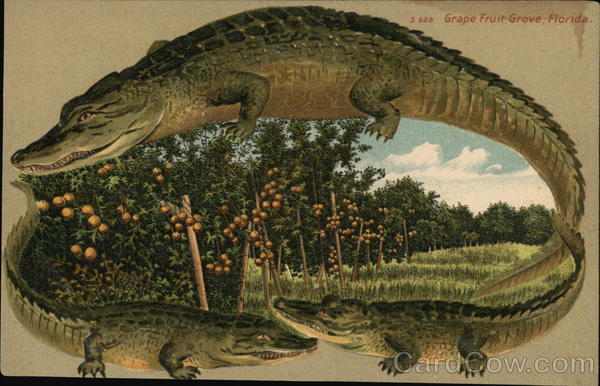 Alligator Border #628 Grape Fruit Grove, Florida Alligators