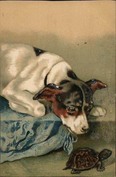 A dog and a turtle Dogs