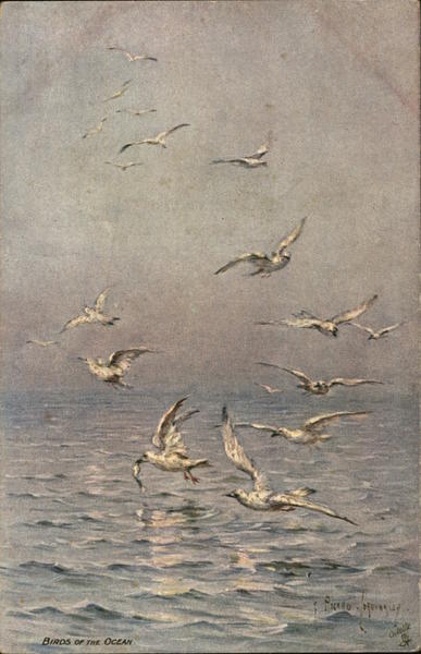 Birds of the Ocean - Seagulls Flying Above Water