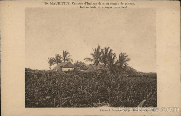 Indian Huts in a Sugar Cane Field Mauritius Africa