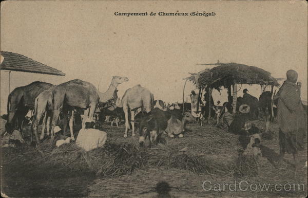 Campement de Chameaux ( senegal) Africa