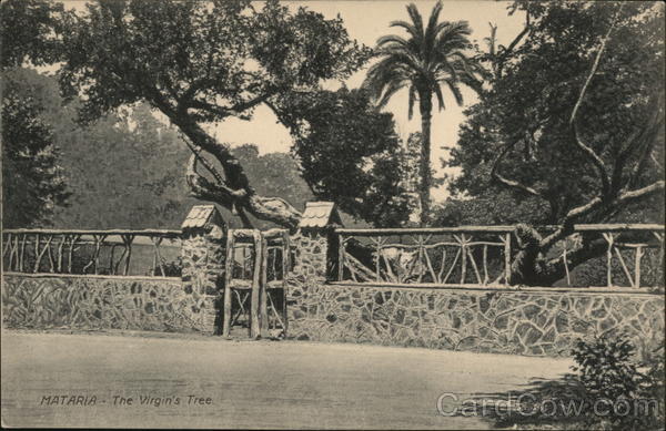 The Virgin's Tree Mataria Egypt Africa