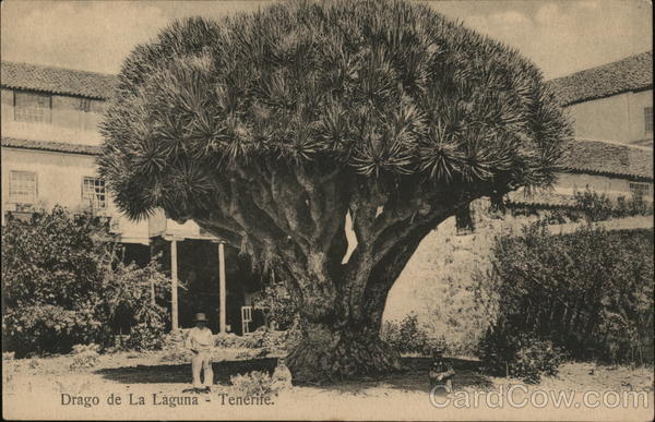 DRago de La Laguna - Tenerife Spain