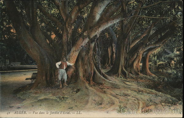 Le Jardin d'Essai Algiers Algeria Africa