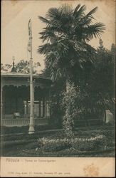 Palm in Concert Garden Opatija, Croatia Eastern Europe Postcard Postcard
