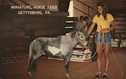 Minature Horse Farm Gettysburg, PA Postcard Postcard Postcard