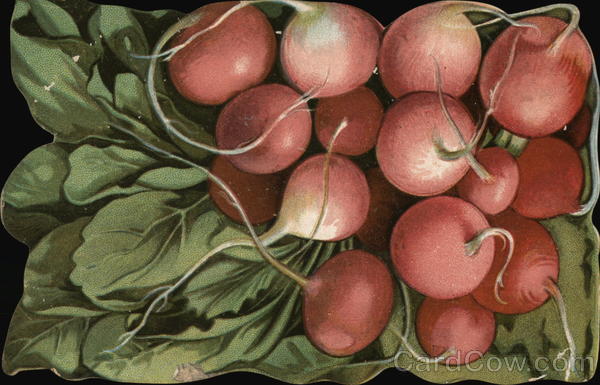 Still Life of Radishes, Die Cut Card
