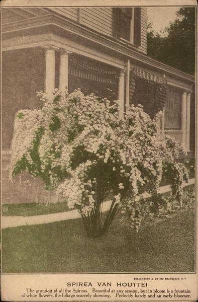 Spirea Van Houttei Trees