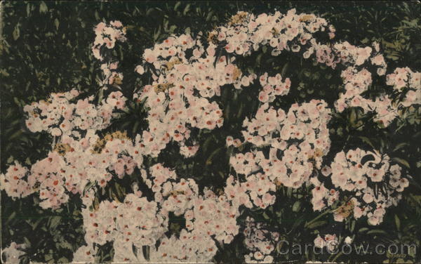 A Scene June Eagles Mere Pennsylvania