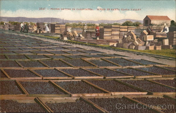 Prune Drying, Santa Clara Valley California