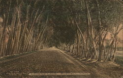 Lovers' Lane Postcard