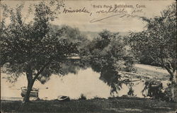 Bird's Pond Postcard