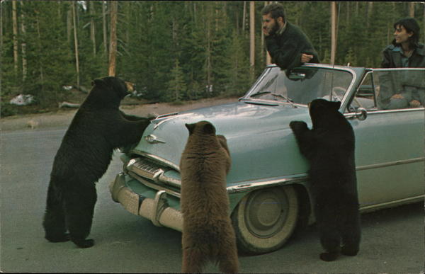 Black Bear Yellowstone National Park Wyoming