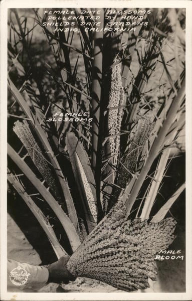 Shields Date Gardens Indio California