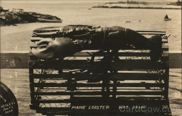 24 Pound Maine Lobster Lobsters