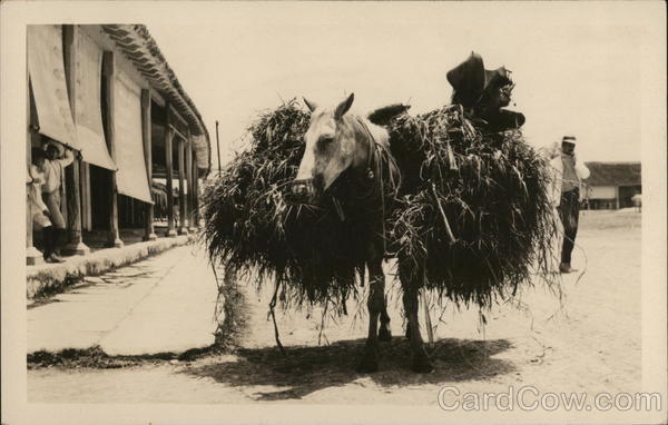 Horse Loaded with Hay, Probably Cuba