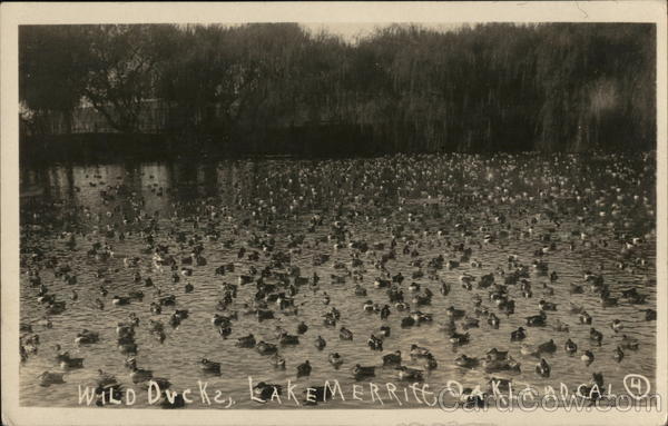 Wild Ducks Oakland California