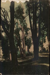Path Through Woods - Tinted Italy Landscapes Postcard Postcard Postcard
