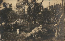 Sheep Italy Postcard Postcard Postcard