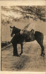 Man with Horse Horses Postcard Postcard Postcard