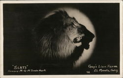 Gay's Lion Farm, "Slats" MGM Lion Postcard