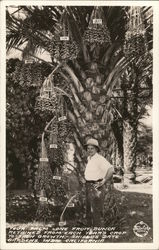 Man by Date Palm Tree Indio, CA Postcard Postcard Postcard