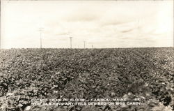 Potato Field in Bloom Caribou, ME Postcard Postcard Postcard