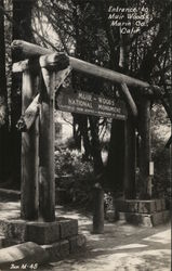 Entrance to Muir Woods Postcard