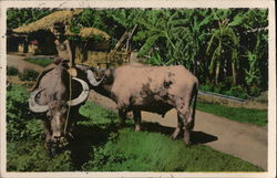 Jeune gardien de buffles Saigon, Vietnam Southeast Asia Postcard Postcard Postcard