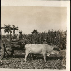 View of a Cart Loaded with Sugar Cane Cuba Postcard Postcard Postcard