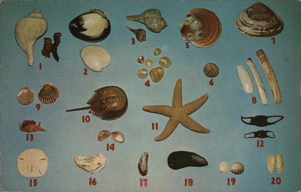 Shells of Cape Cod Massachusetts Seashells