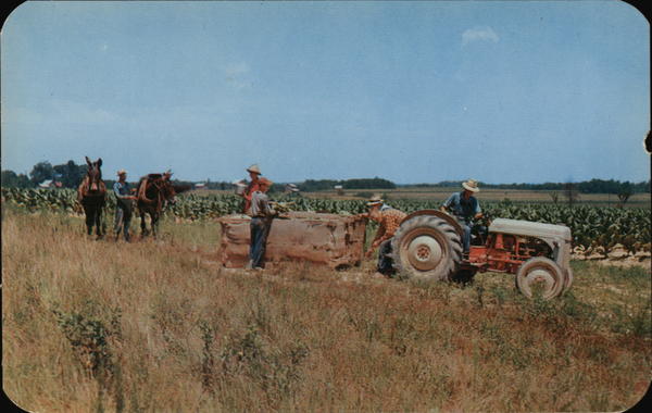 Harvesting Tobacco in Virginia