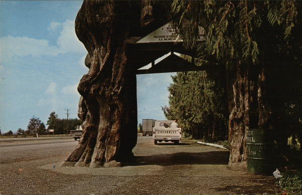 Washington's Giant Cedar Tree Everett Washington's Giant Cedar Tree Everett