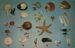 Shells of Cape Cod Postcard