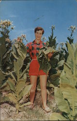 Virginia Maiden in a Tobacco Field Postcard Postcard Postcard