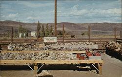 Rough Petrified Wood Vantage, WA Postcard Postcard Postcard