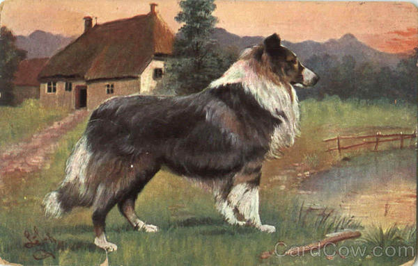 Collie Dogs