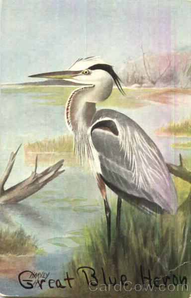 Great Blue Heron Birds