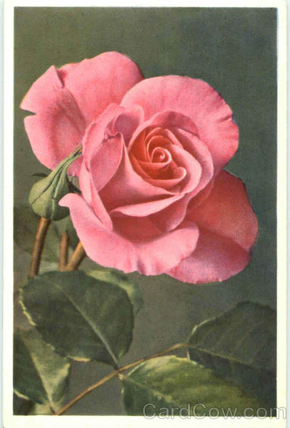Rose - Rosa Flowers