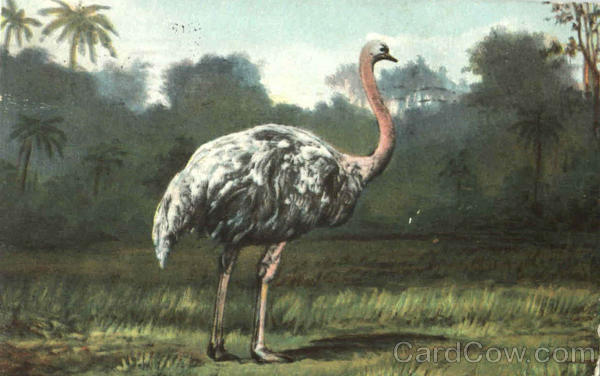 Ostrich Ostriches